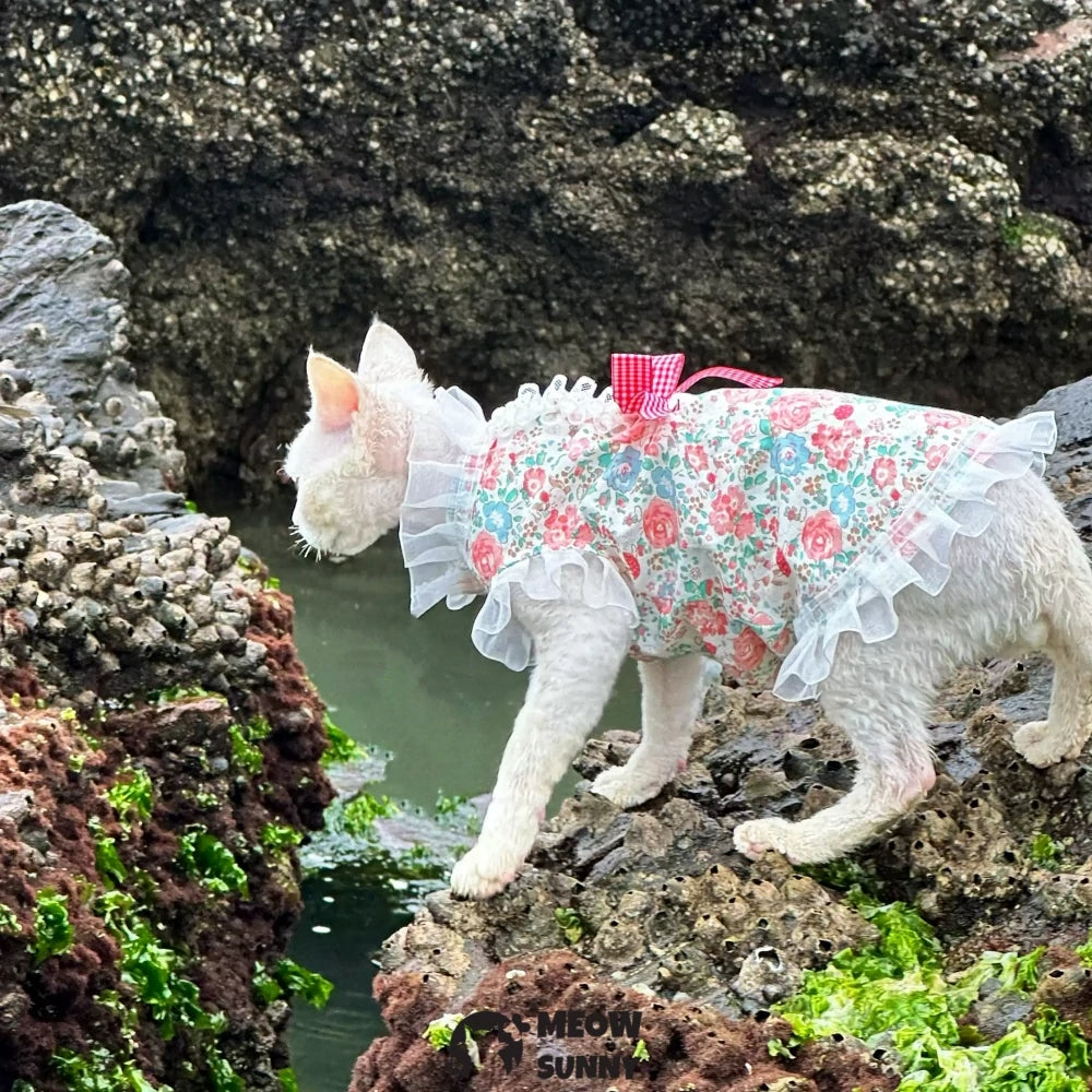 Hairless cat summer light and cool sleeveless floral cute dress