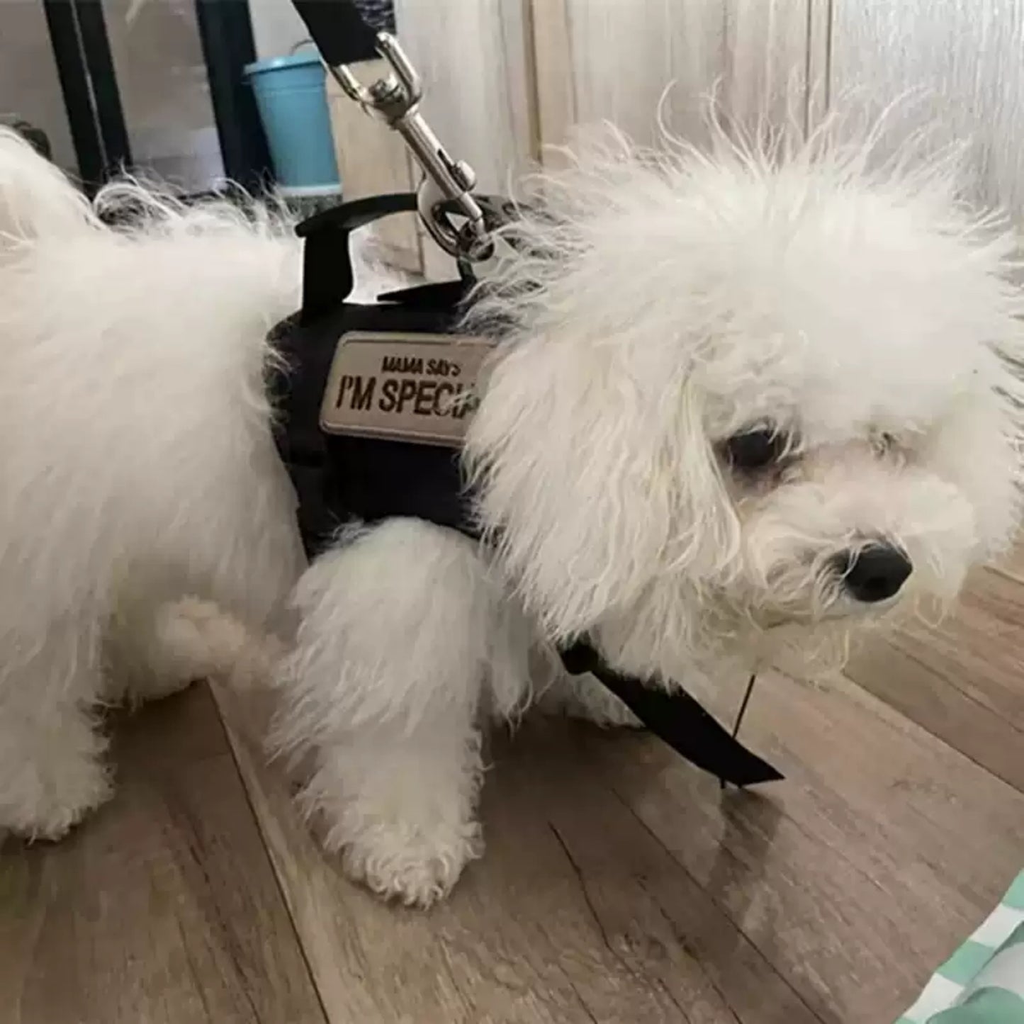 Balance No-Pull Dog Harness, Medium: 35 to 51-cm chest