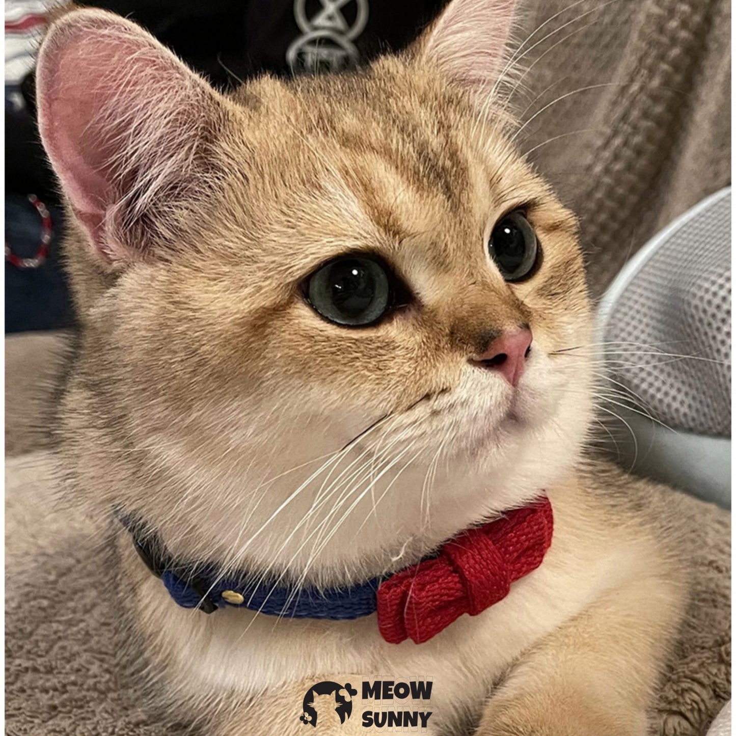 Fashion Bowknot Pet Dog*Cat Collar