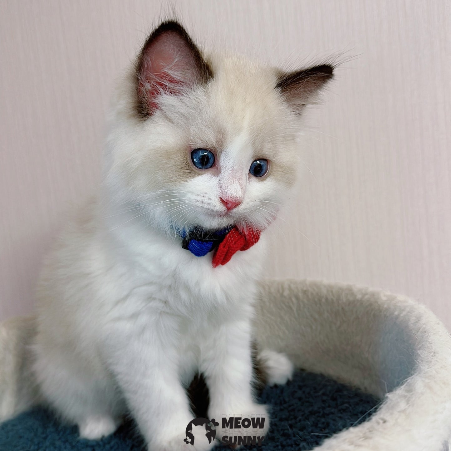 Fashion Bowknot Pet Dog*Cat Collar