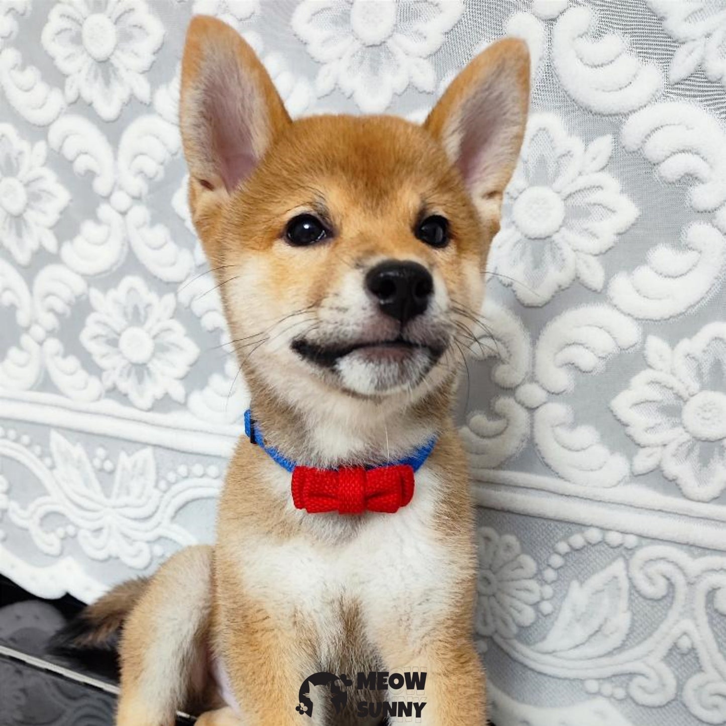Fashion Bowknot Pet Dog*Cat Collar