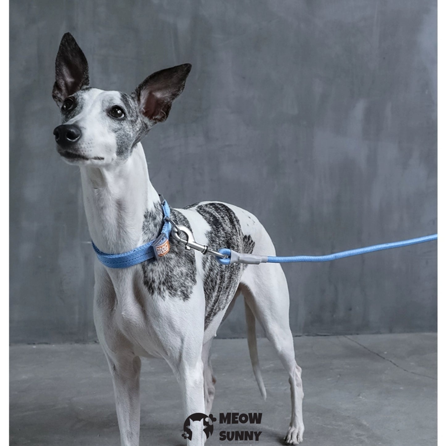 Traction Rope & Collar Set Dog Leash Dog Walking Rope Collar