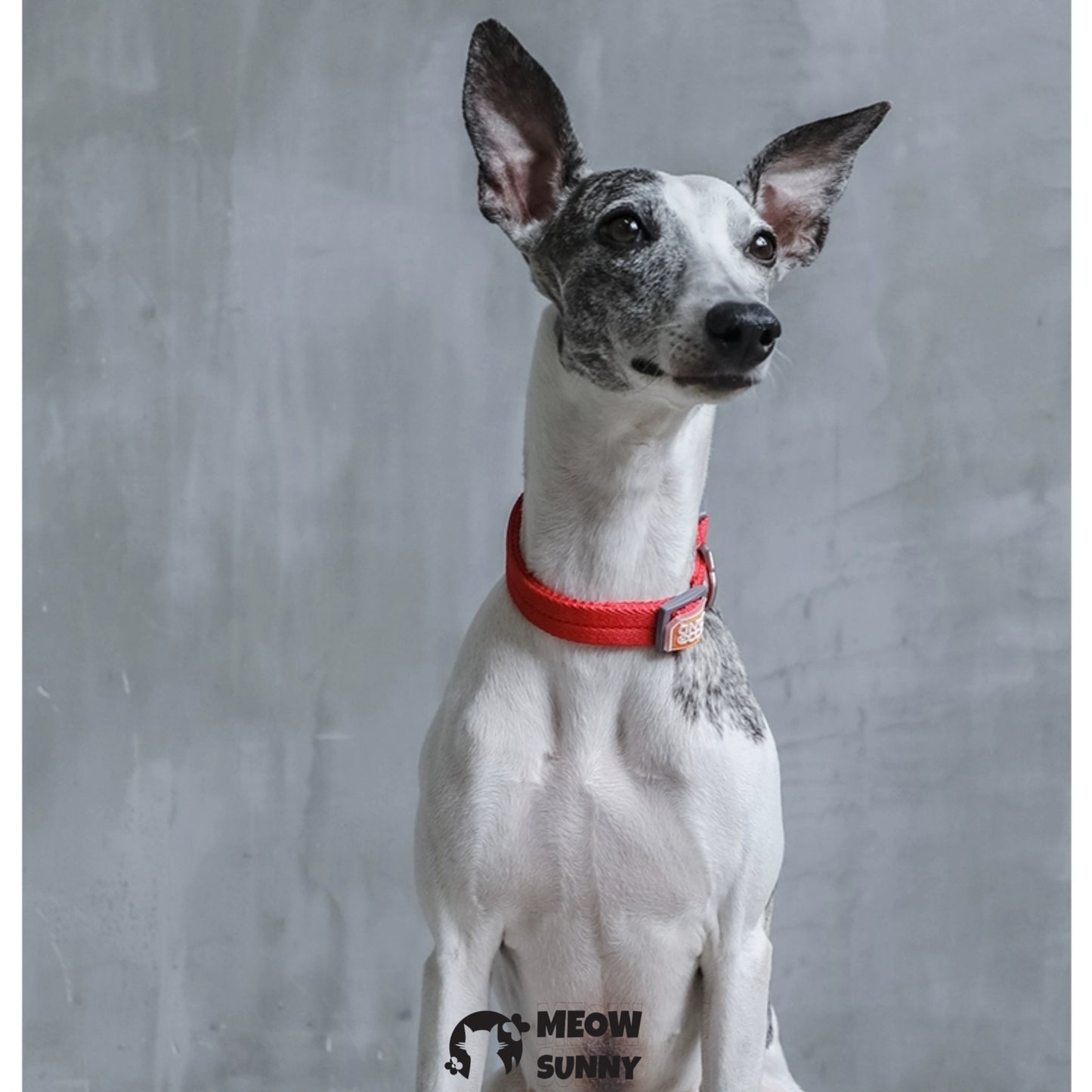 Traction Rope & Collar Set Dog Leash Dog Walking Rope Collar