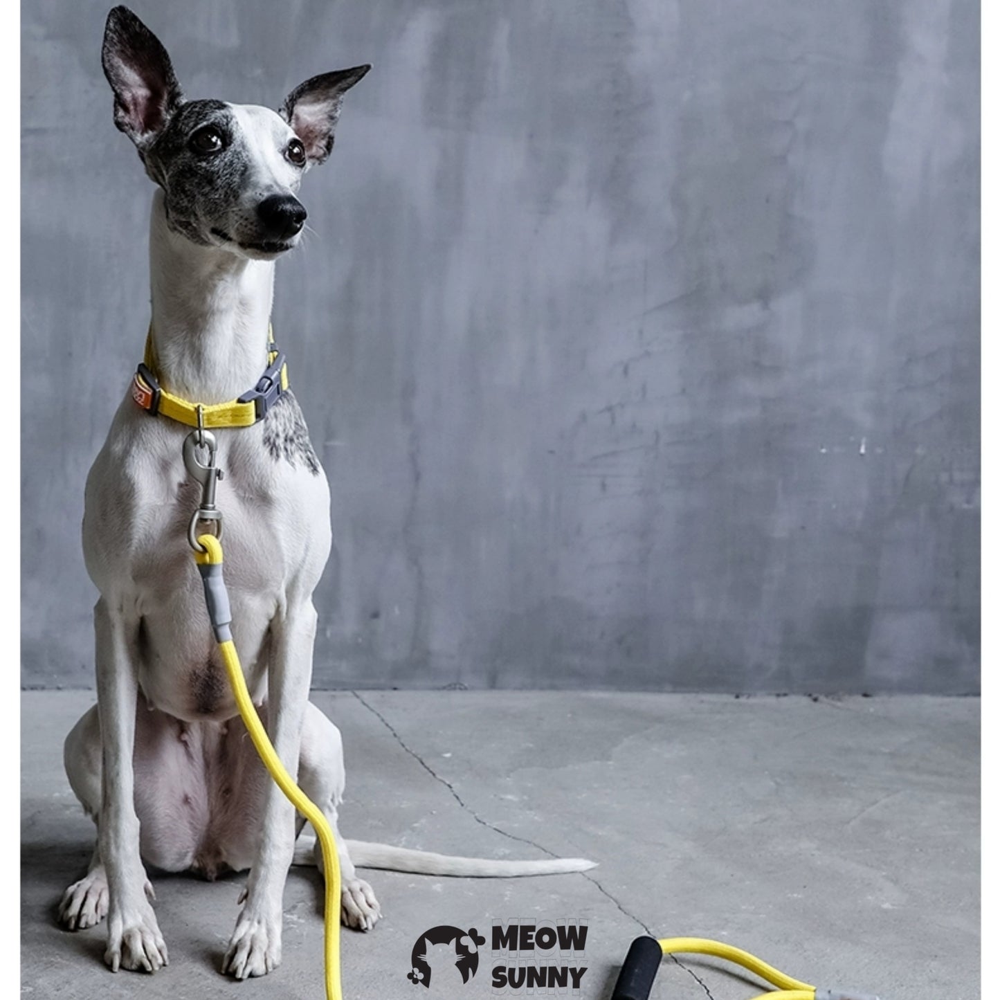 Traction Rope & Collar Set Dog Leash Dog Walking Rope Collar