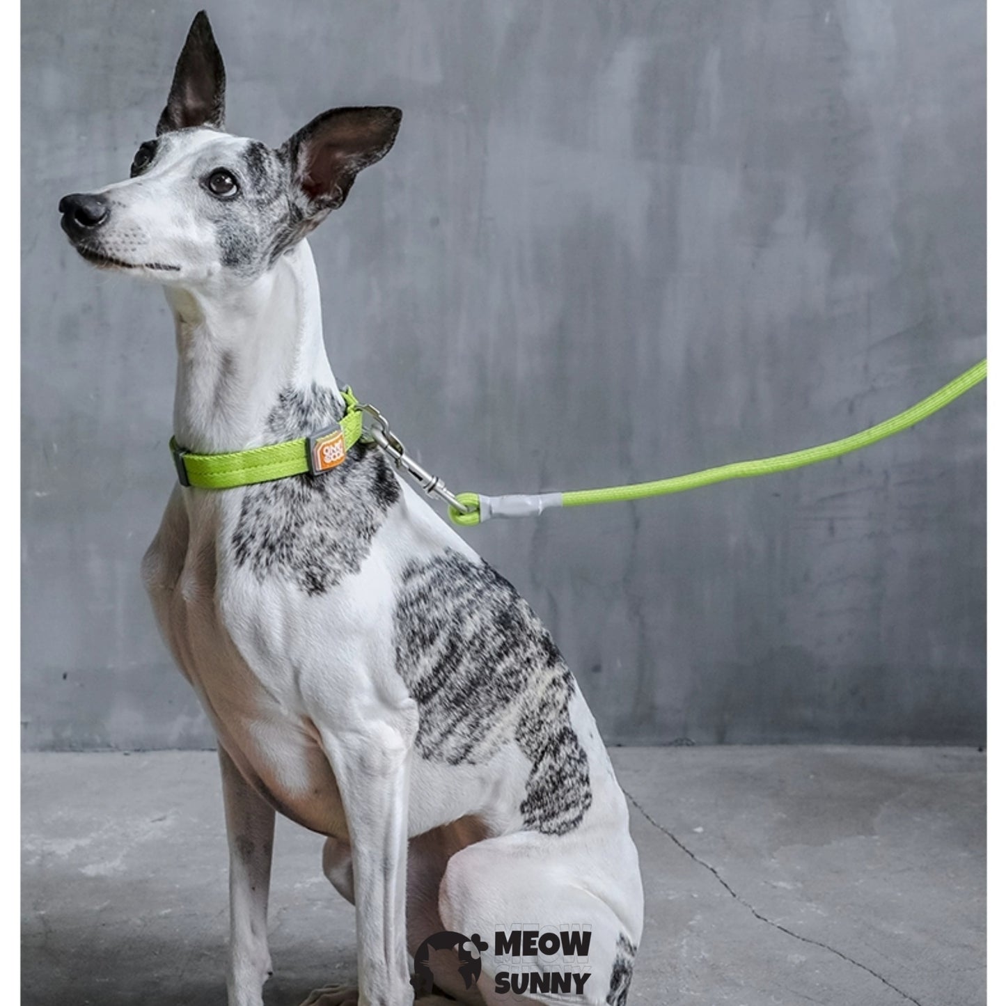 Traction Rope & Collar Set Dog Leash Dog Walking Rope Collar