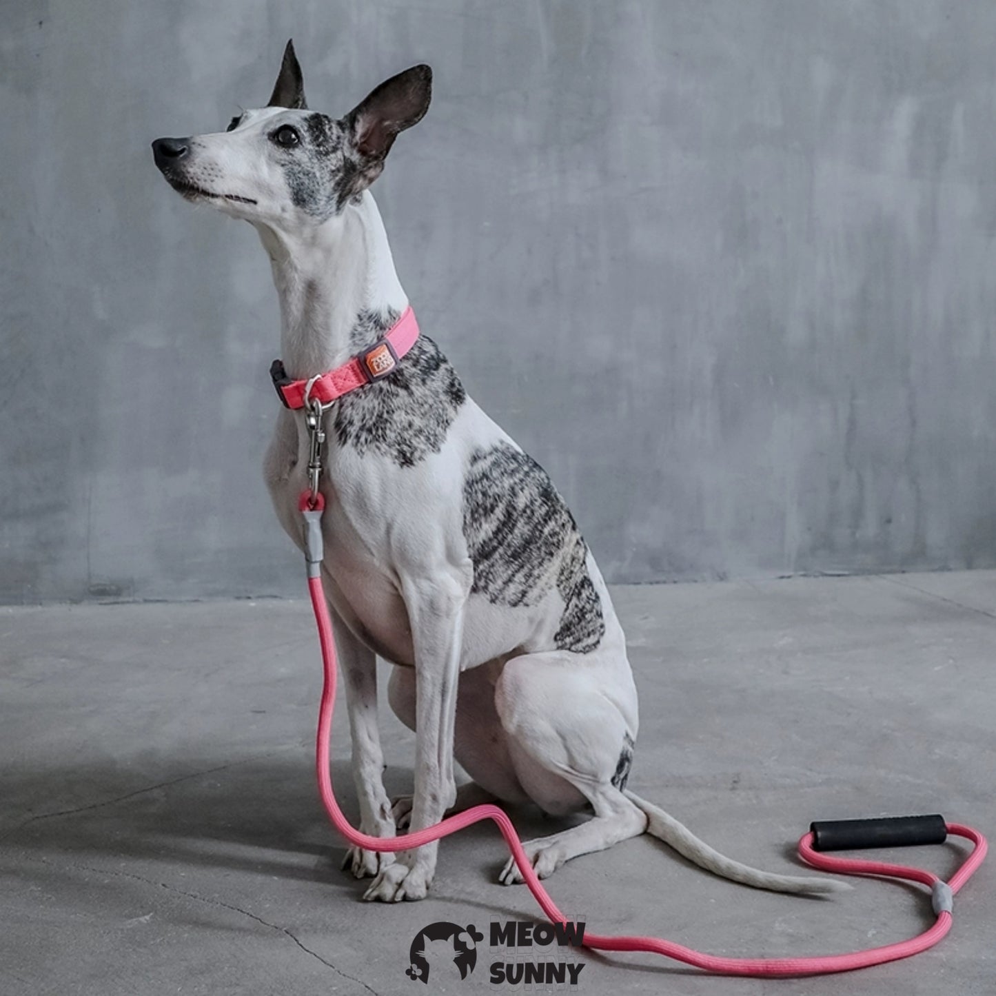 Traction Rope & Collar Set Dog Leash Dog Walking Rope Collar
