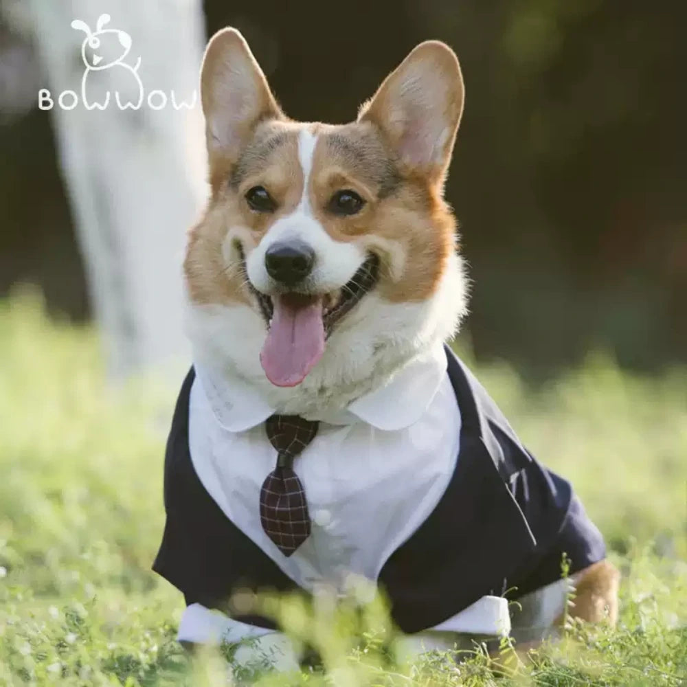 Dog suit dress tuxedo big dog wedding suit