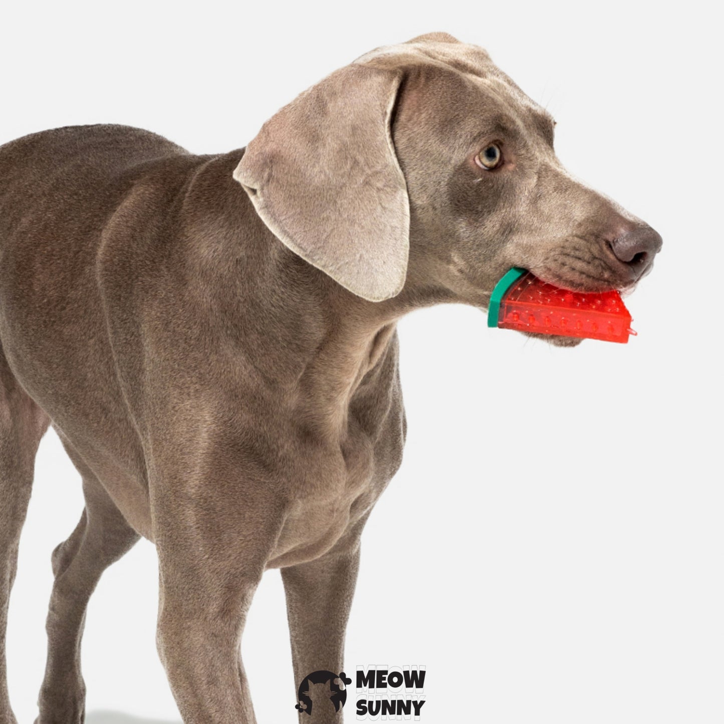 Dog Chew Toys for Aggressive Chewers