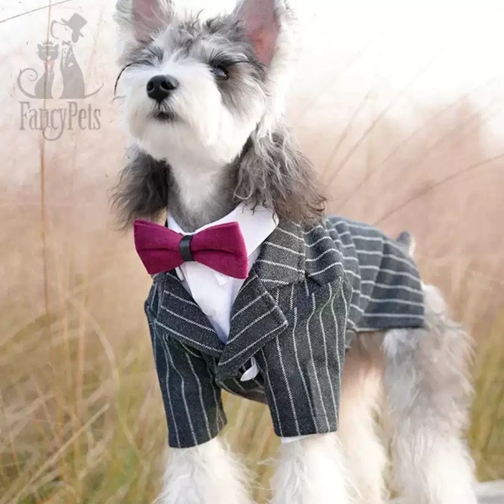 Dog suit dress super small and medium-sized dog pet wedding clothes