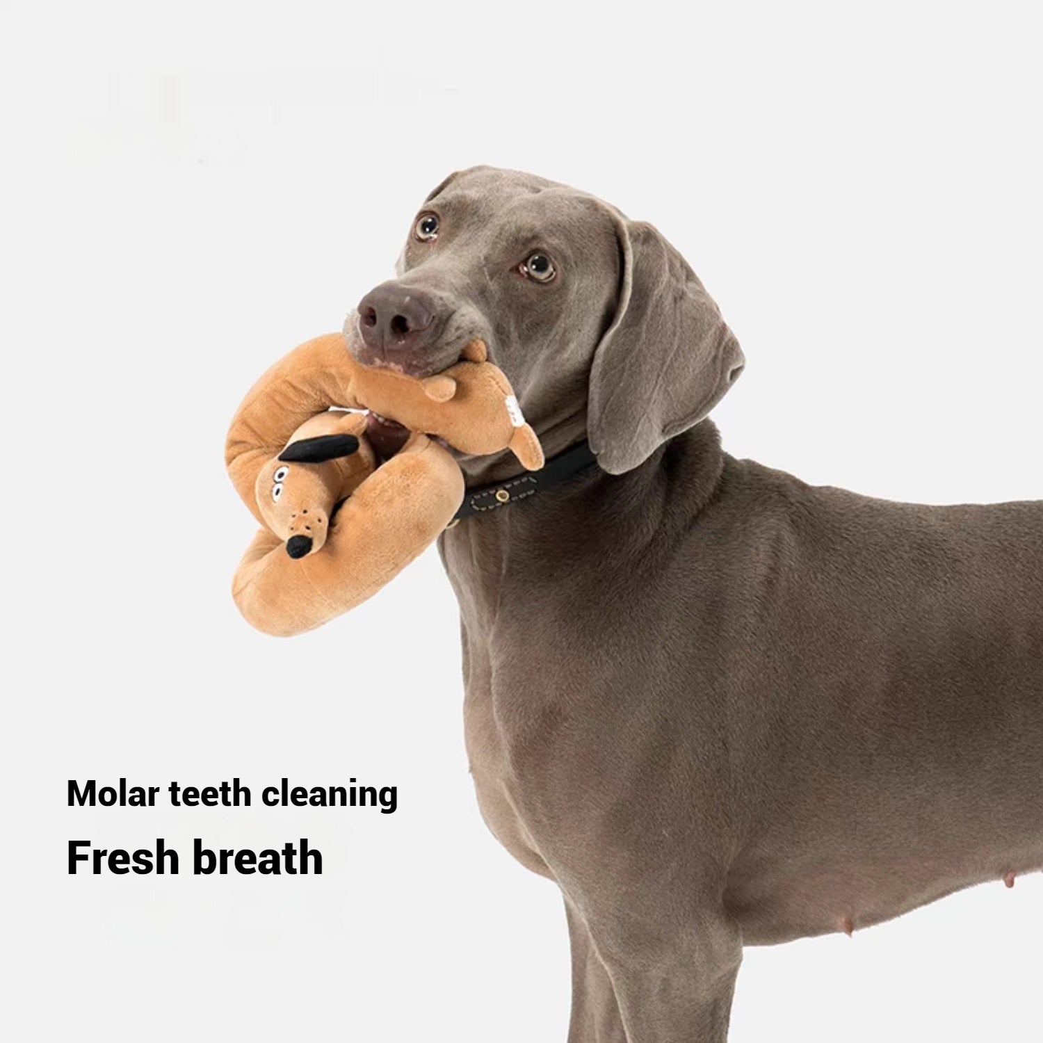 Skinny Dachshund Tough Squeaky Dog Chew Toy, Large