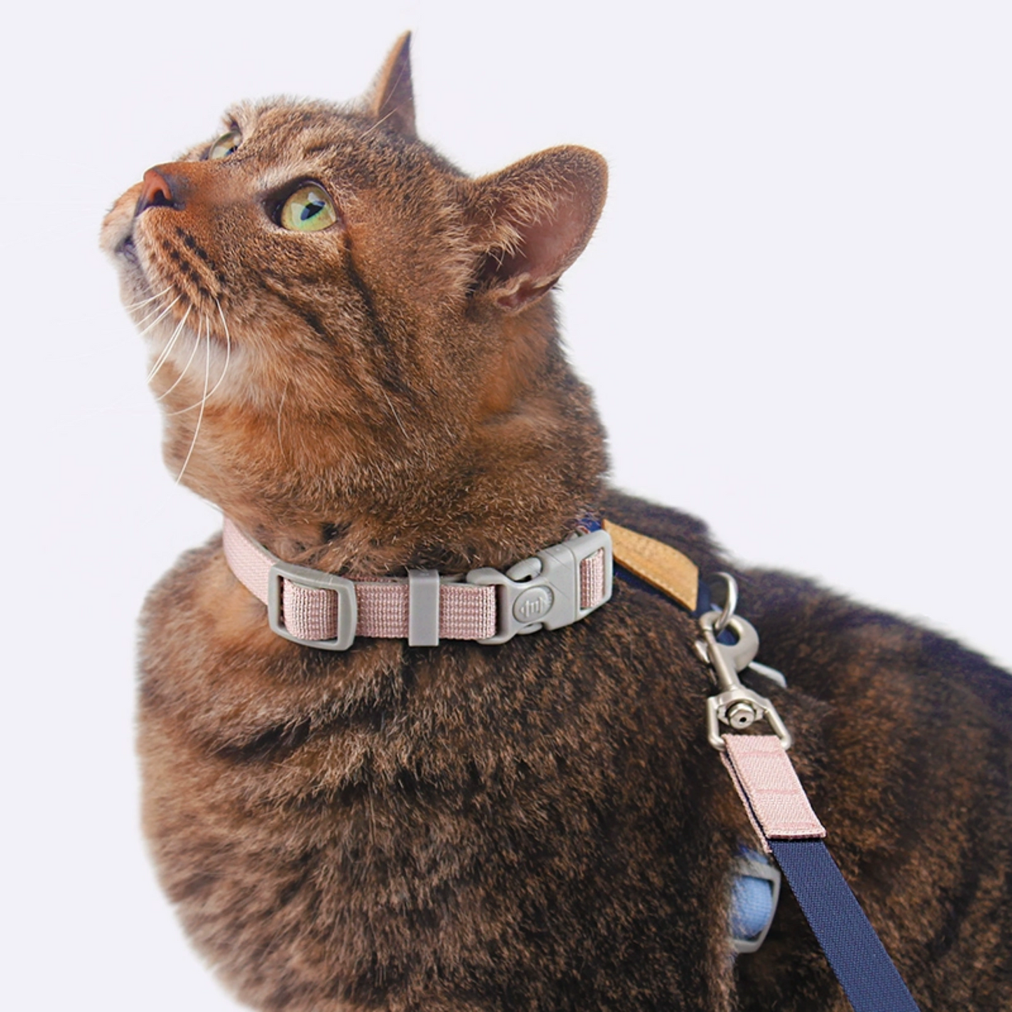 Dopamine color nylon cat harness and elastic leash