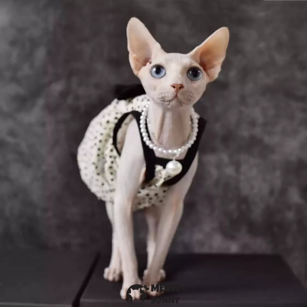 Sphynx Hairless Cat Summer Fashion Black Spotted Bowknot Dress