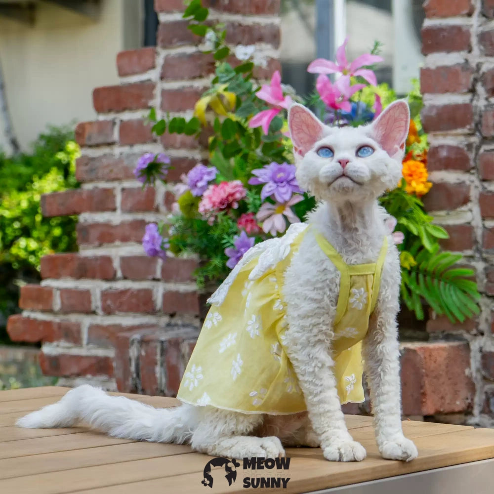 Sphynx Hairless Cat Vest Cute Breathable lace Yellow Dress