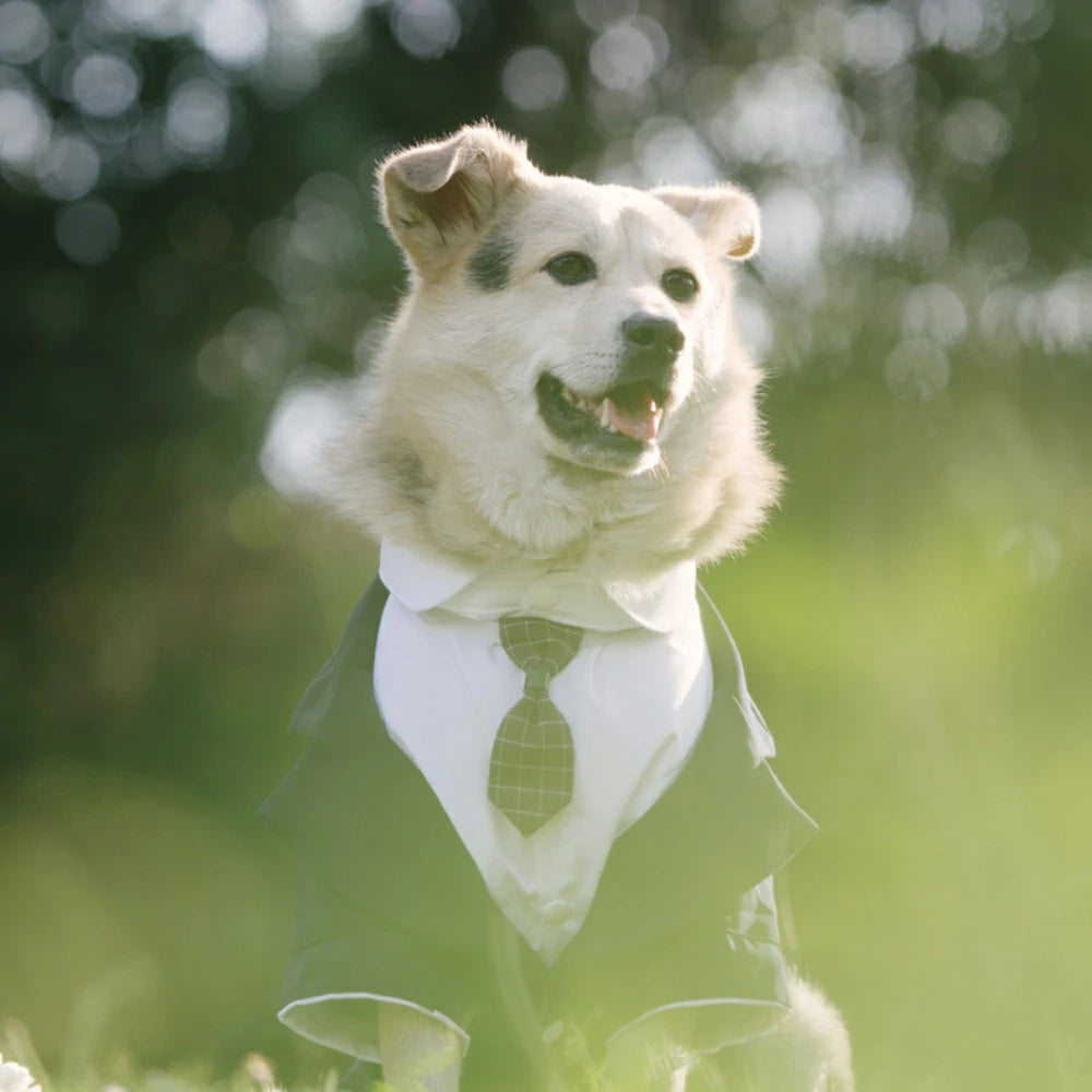 Dog suit dress tuxedo big dog wedding suit