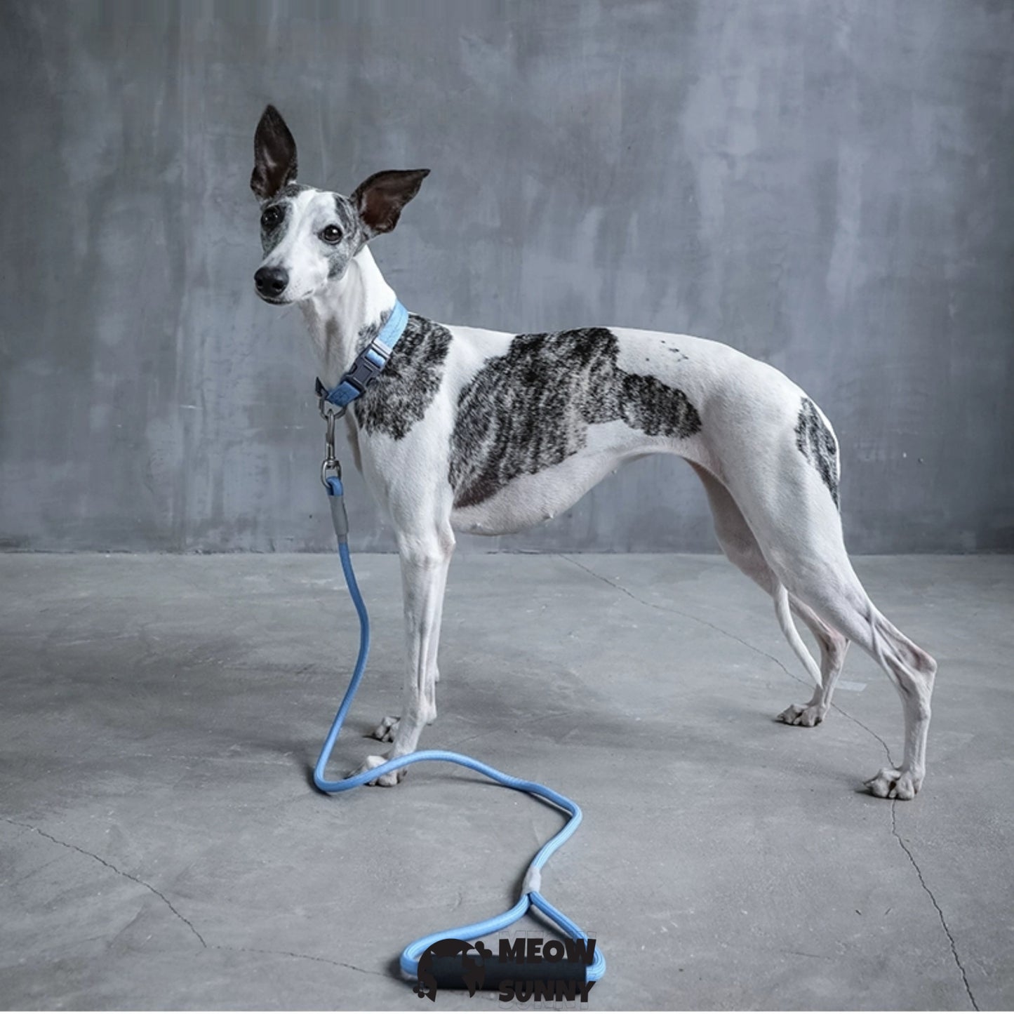Traction Rope & Collar Set Dog Leash Dog Walking Rope Collar