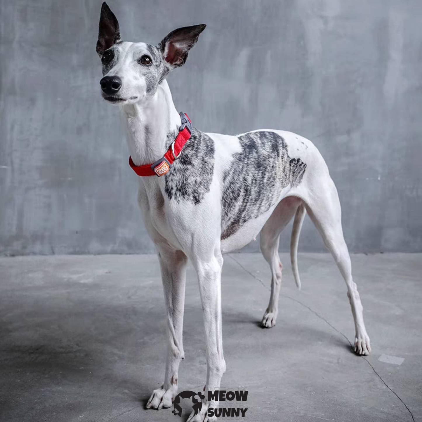 Traction Rope & Collar Set Dog Leash Dog Walking Rope Collar