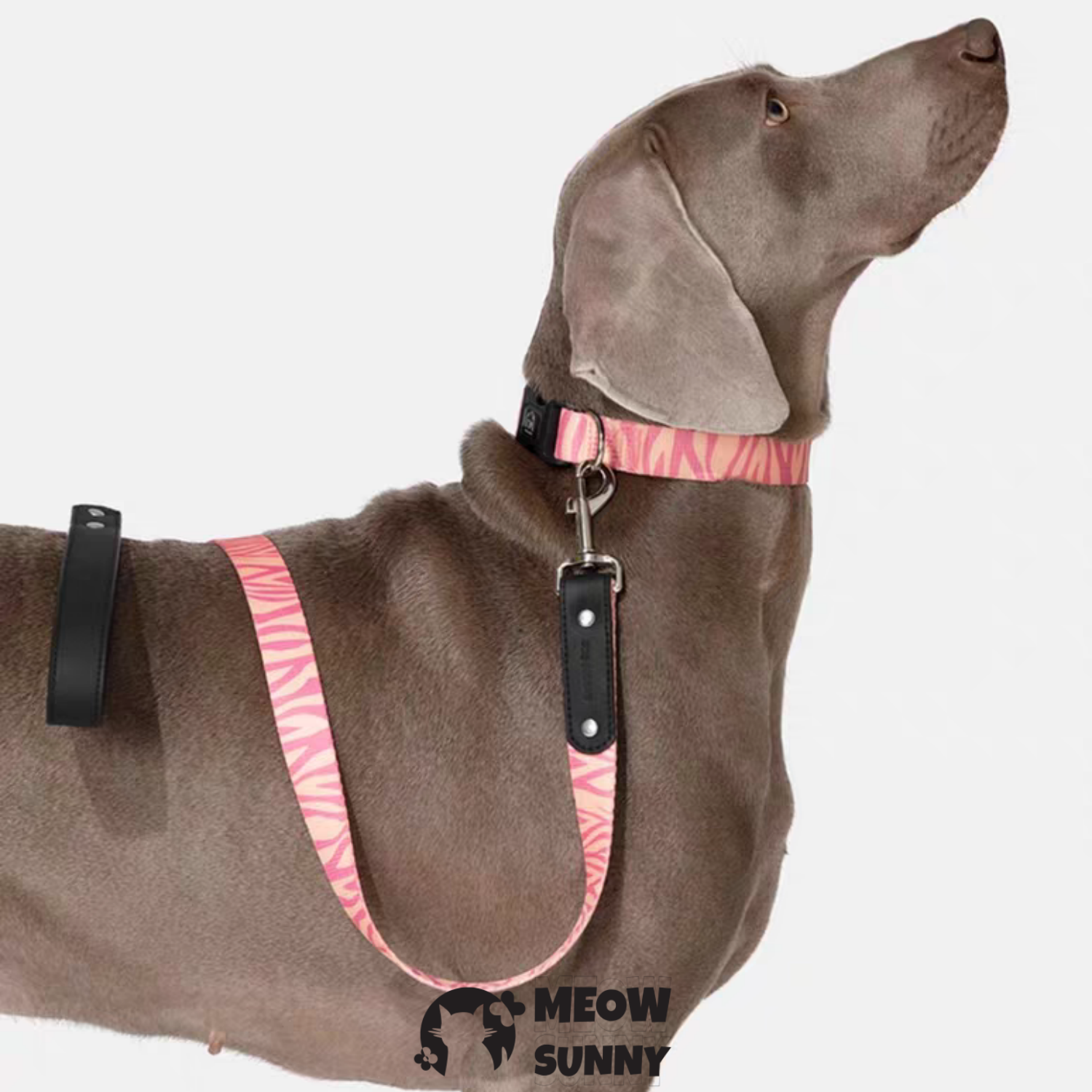 Leashes, Collars & Harnesses