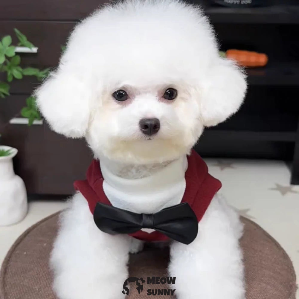 New Autumn/Winter Collection: Dog Clothing, Suits, and Pet Formal Wear