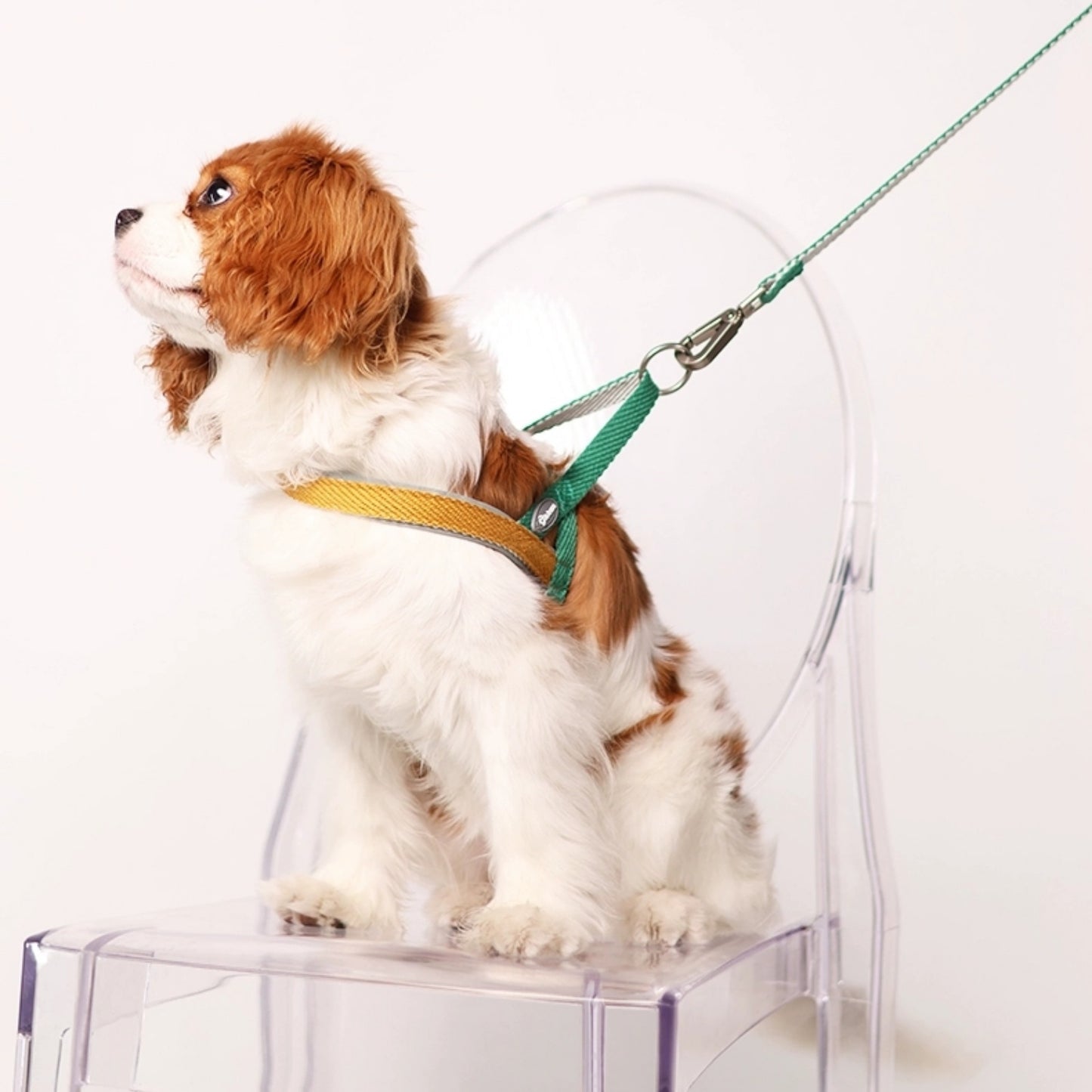 PetSafe Nylon Easy Walk Dog Harness,Medium: 36 to 76-cm Chest