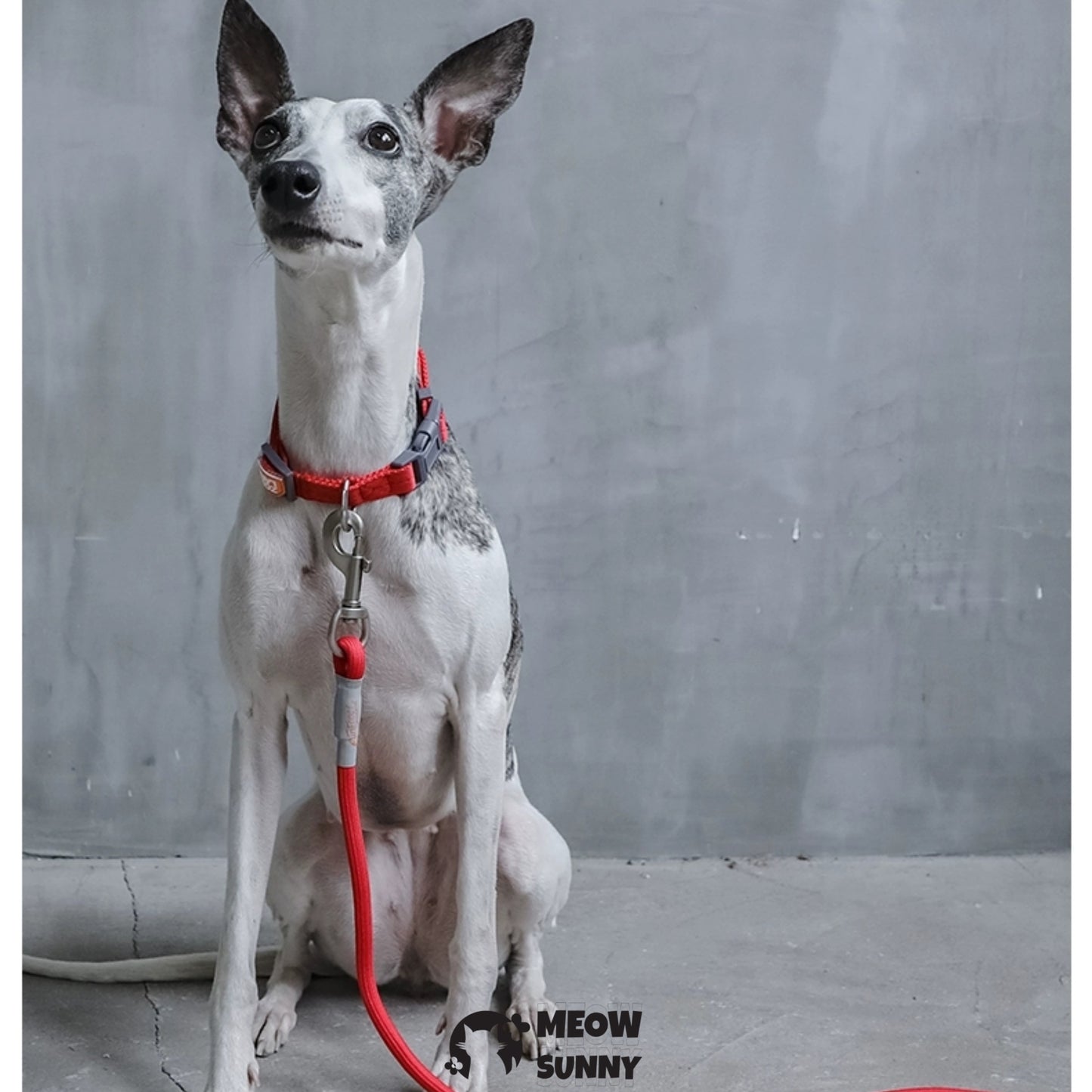 Traction Rope & Collar Set Dog Leash Dog Walking Rope Collar