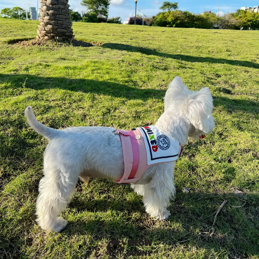 Adjustable sailor collar harness for dog outings