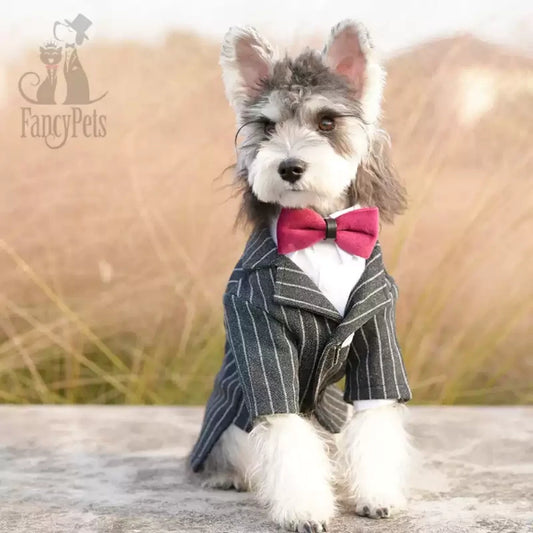 Dog suit dress super small and medium-sized dog pet wedding clothes