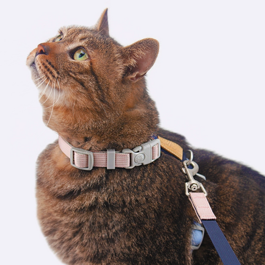Dopamine color nylon cat harness and elastic leash