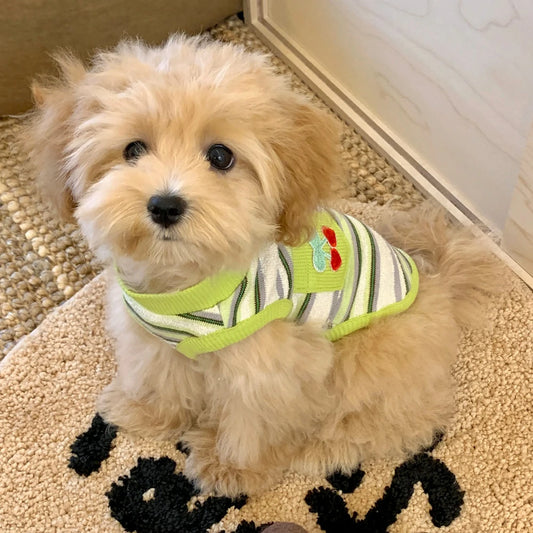 Striped dog clothes, thin style, small dog pet vest/tank top.